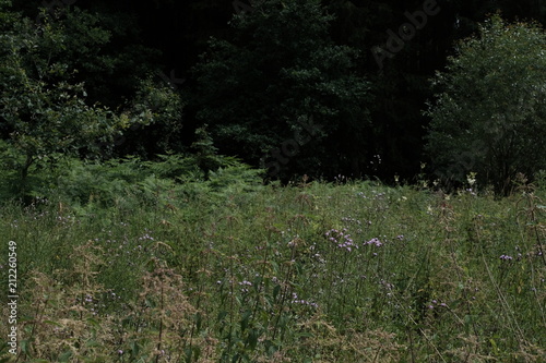 Fototapeta Naklejka Na Ścianę i Meble -  Fluss Tal mit grüner Natur und Schmetterling