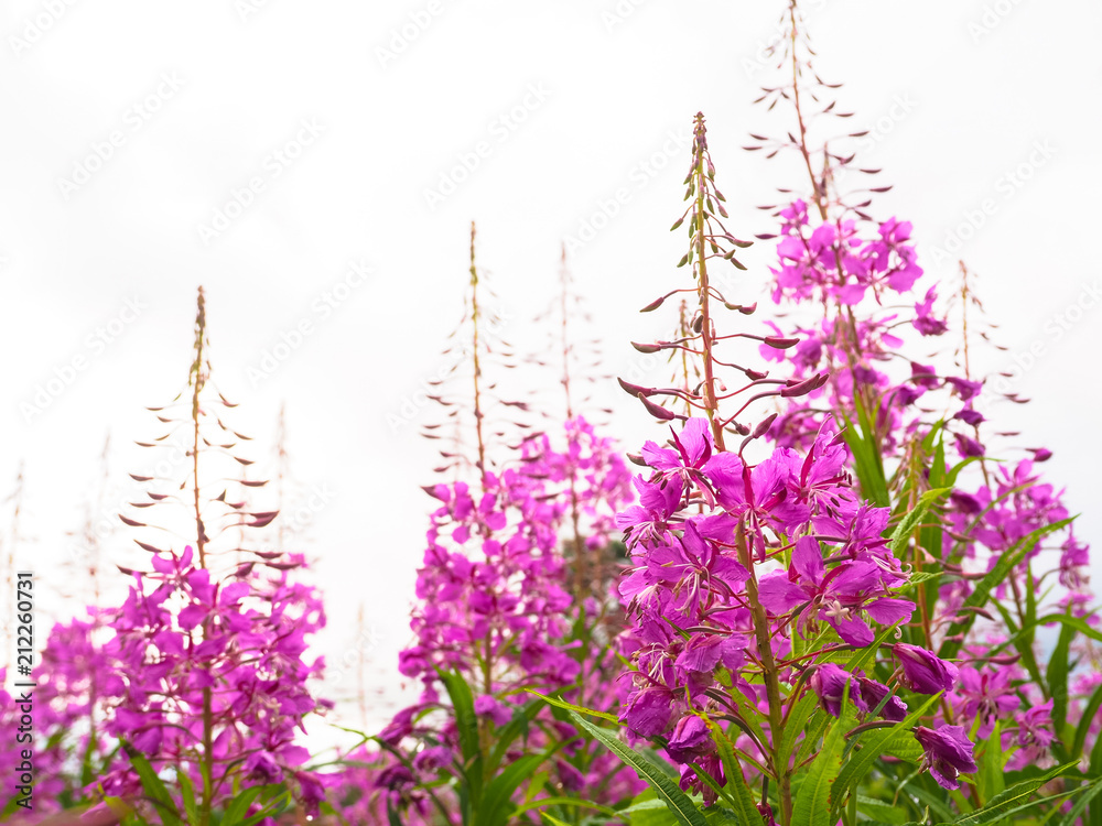 Ivan-tea, kiprei, epilobium, herbal tea on the field, close-up Ivan-tea, kiprei, epilobium, herbal tea on the field, close-up