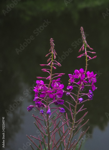 Ivan-tea, kiprei, epilobium, herbal tea on the field, close-up photo