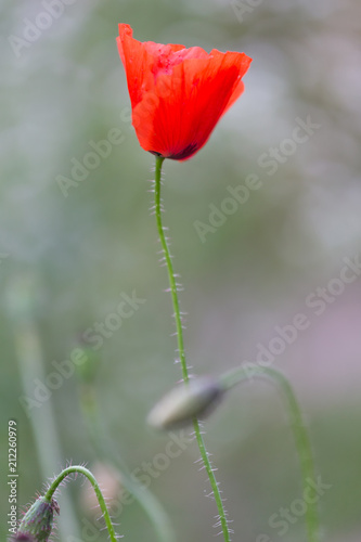 Fototapeta Naklejka Na Ścianę i Meble -  Red poppy, remembrance day symbol