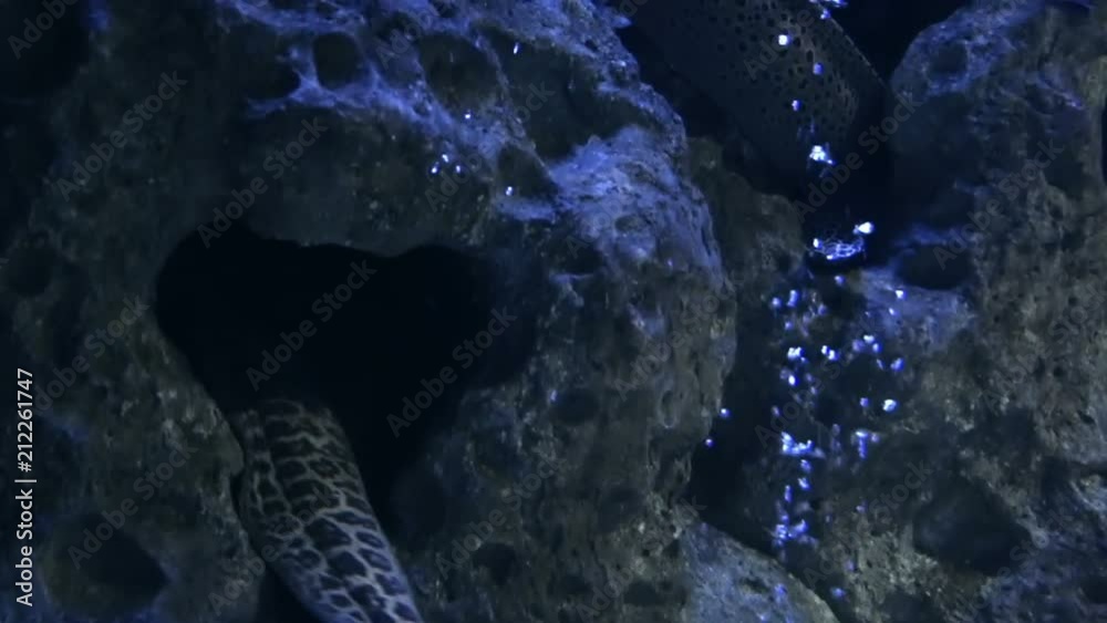Stockvideon Marine Life In Urban Aquarium Moray Eels. Panoramic view