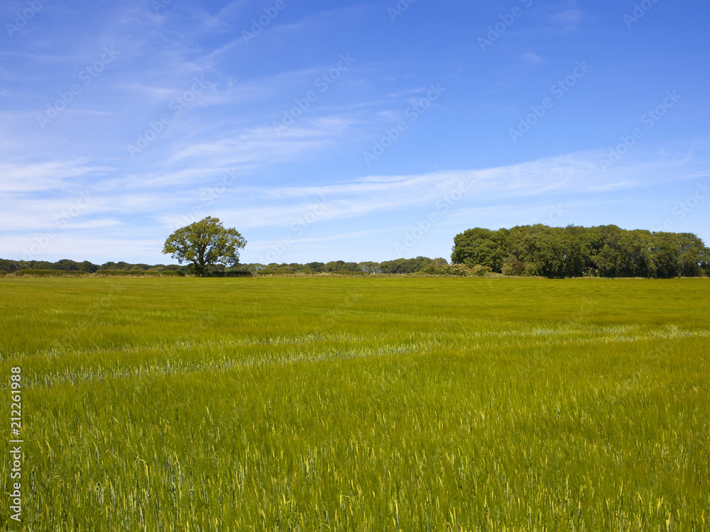woodland and barley crop