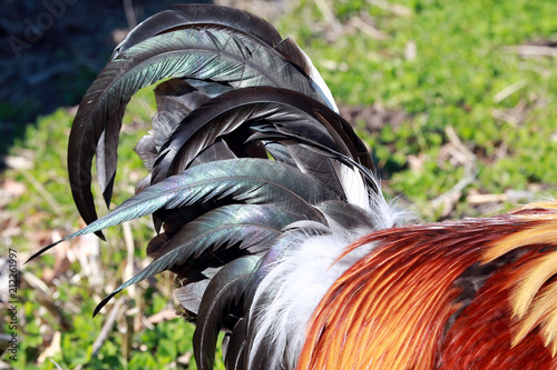 Rooster Tail Feathers in Close-up Shot · Free Stock Photo
