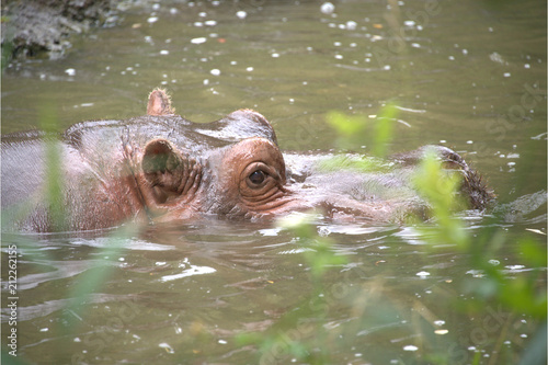 Männliches Flusspferd