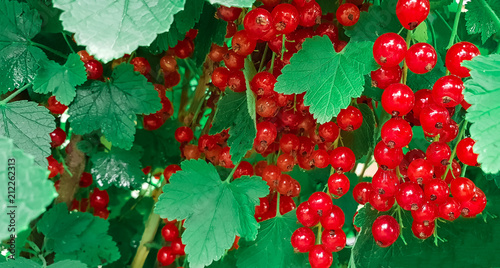 bush of red currant in a garden photo