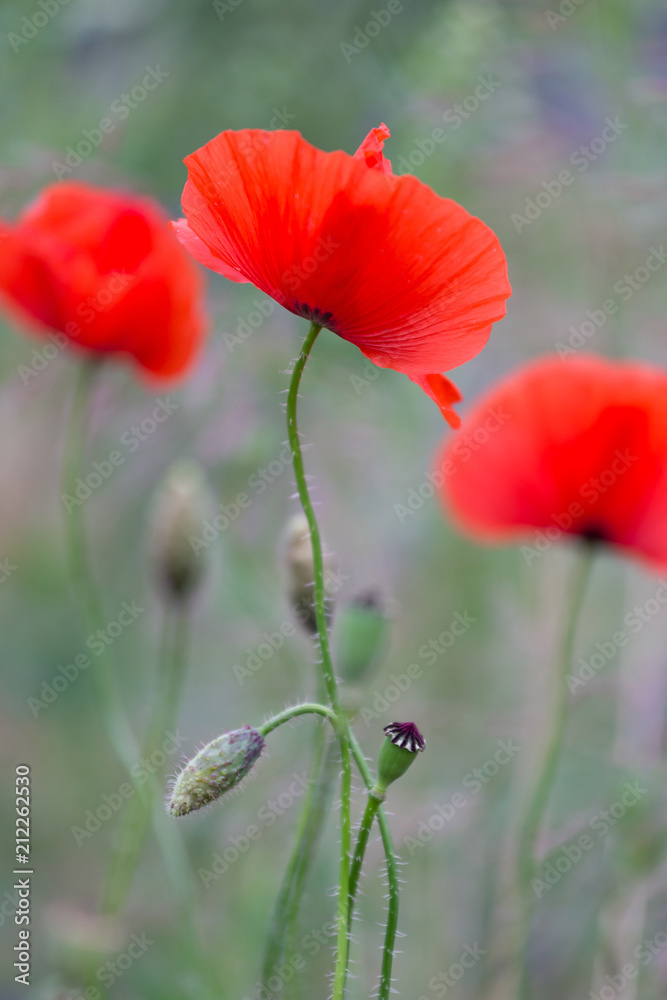 Obraz premium Red poppies field, remembrance day symbol