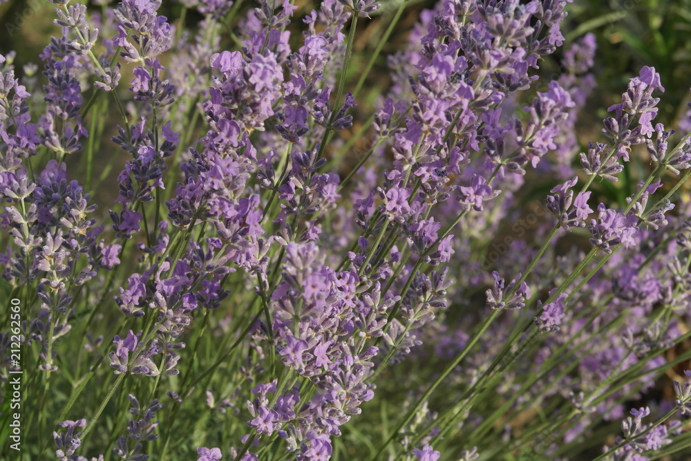 Fototapeta premium lavender