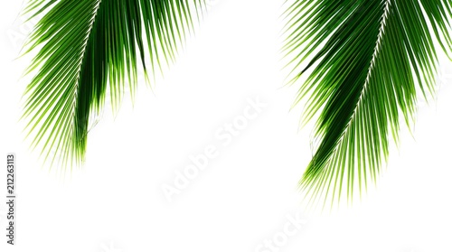 twins green palm coconut leaves in summer on pale white background