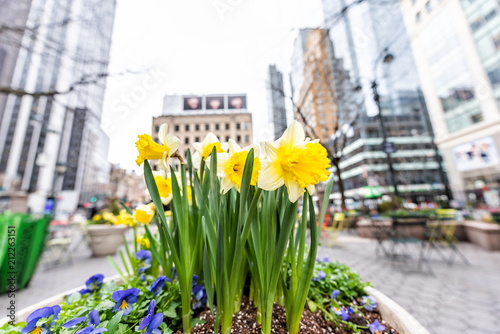 Macro closeup of spring daffodil urban yellow flowers in New York City, USA, on street NYC Herald Square Midtown Greeley Square Park, nobody by korea town koreatown photo