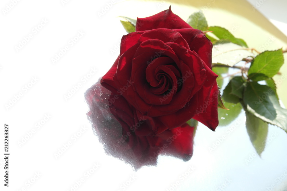 Fototapeta premium red rose 