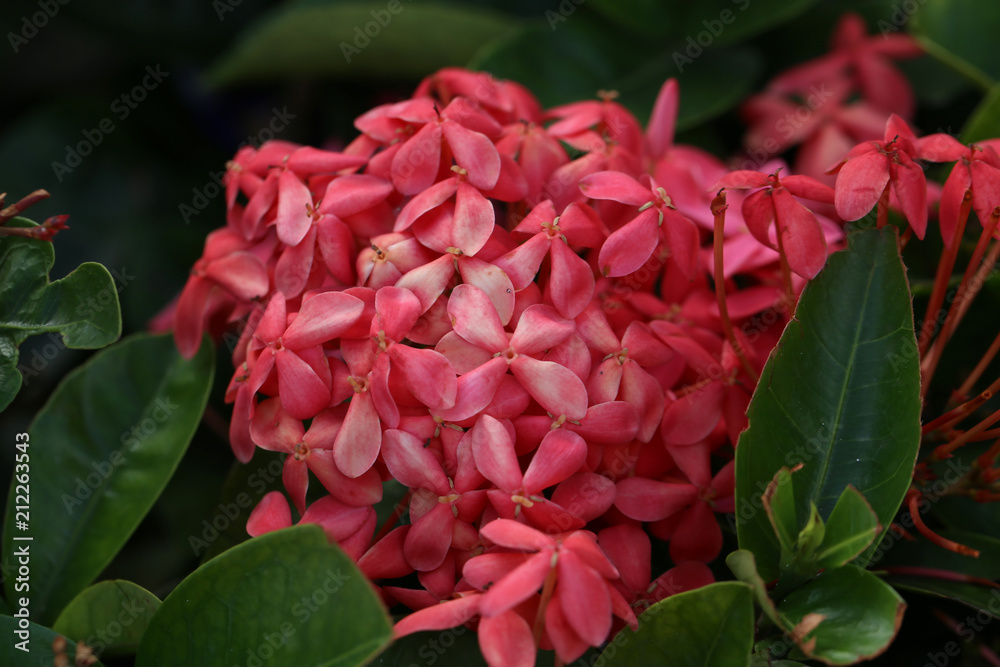 Beautiful red flowers in the garden Beautiful red flowers in the garden