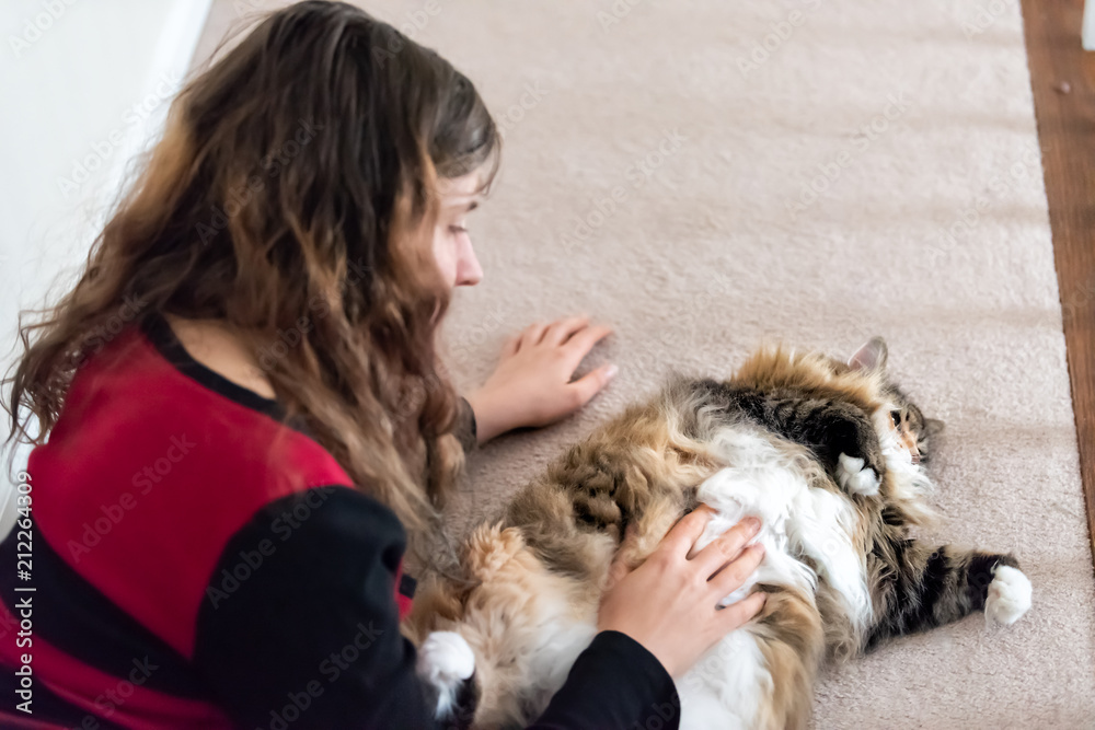 Young woman petting fat overweight, lazy maine coon cat lying on back, carpet floor, belly, stomach up