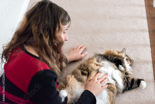 Young woman petting fat overweight  lazy maine coon cat lying on back  carpet floor  belly  stomach up
