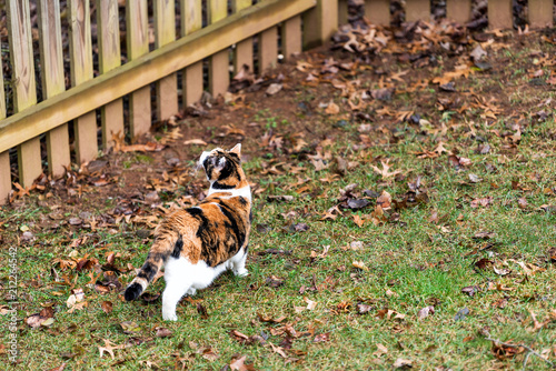 Wallpaper Mural Back of calico cat, curious, exploring house backyard by garden, wooden fence, green grass in autumn, winter or spring, fallen brown leaves Torontodigital.ca