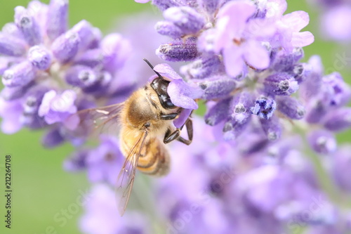 Bee on a lavender flower © ramund88