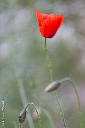 Fototapeta Naklejka Na Ścianę i Meble -  Red poppy, remembrance day symbol