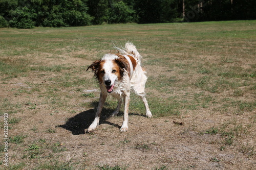 Nasser Hund schüttelt sich nach dem Baden das Wasser aus dem Fell und macht ein lustiges Gesicht,