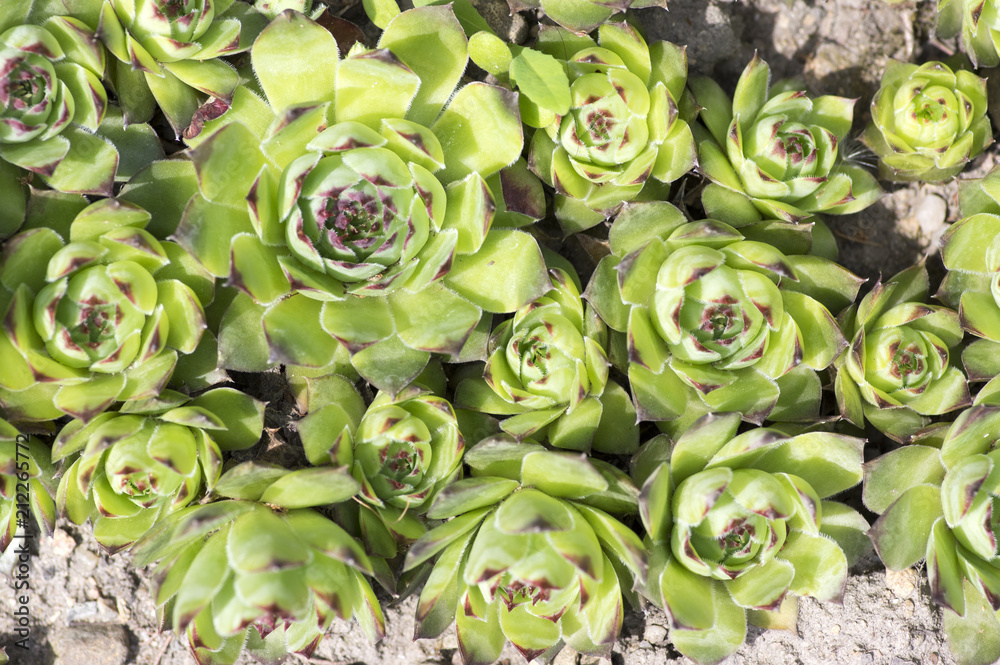 Sempervivum tectorum evergreen perennial plant, green rosettes in the garden Sempervivum tectorum evergreen perennial plant, green rosettes in the garden