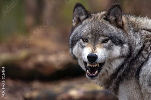 Canvas-taulu wolf