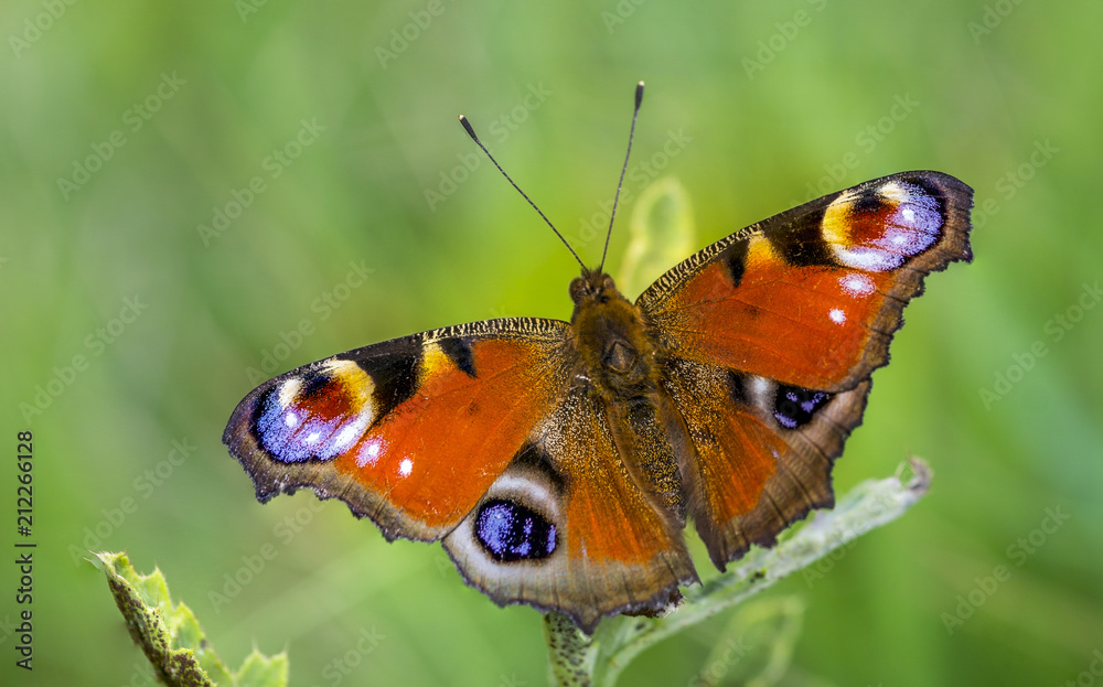 butterfly 37 butterfly 37