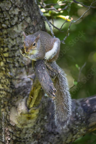 Grey Squirrel Clutches Apple Tree Limb photo