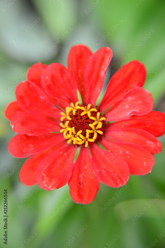 flower in red and orange flower in red and orange