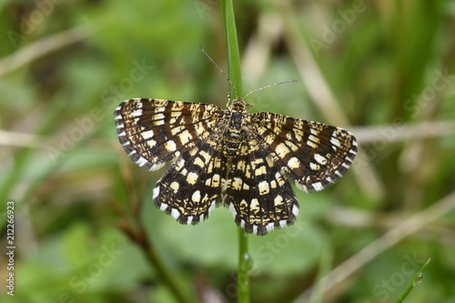 Klee-Gitterspanner (Chiasmia clathrata) - tagaktiver Nachtfalter / Latticed heath photo