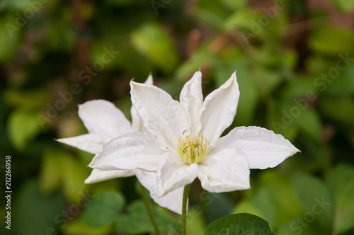 Clematis