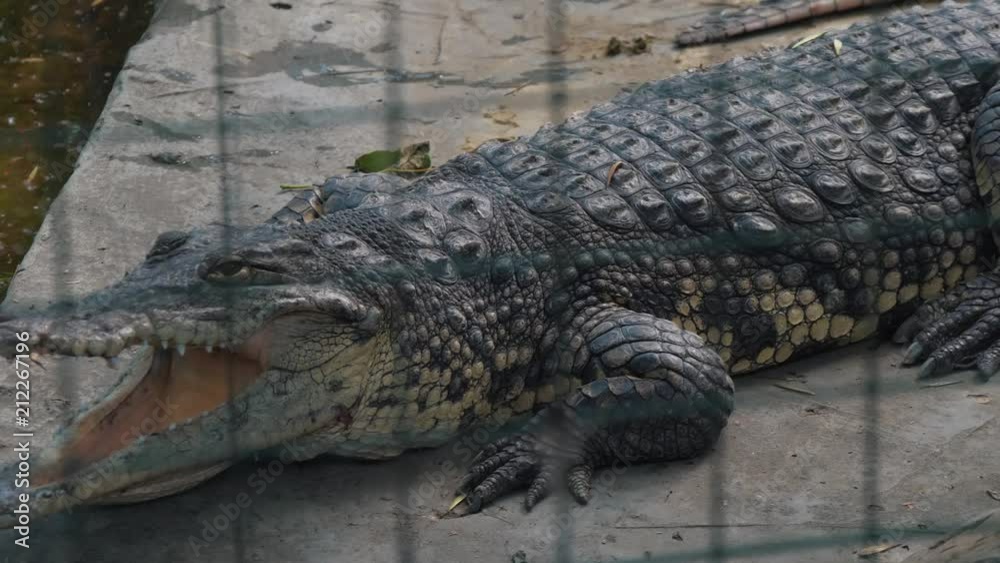 Alligator in the zoo for the grid on the hunt with an open mouth. Alligator in the zoo for the grid on the hunt with an open mouth.