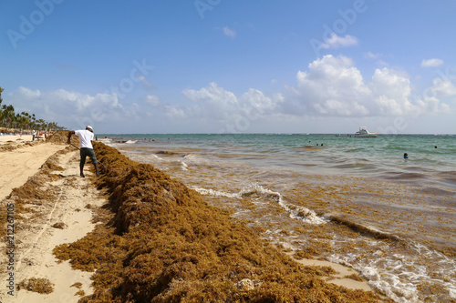 Algae on the beaches of the Dominican Republic   Beach cleaning from algae