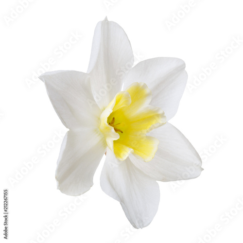 Fototapeta Naklejka Na Ścianę i Meble -  Flower of a daffodil with a yellow center isolated on a white background.