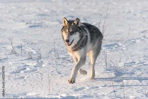 Grey Wolf (Canis lupus) Runs Forward Close Up © hkuchera