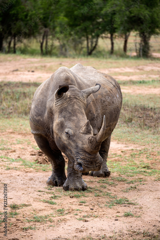 Rhino Front View