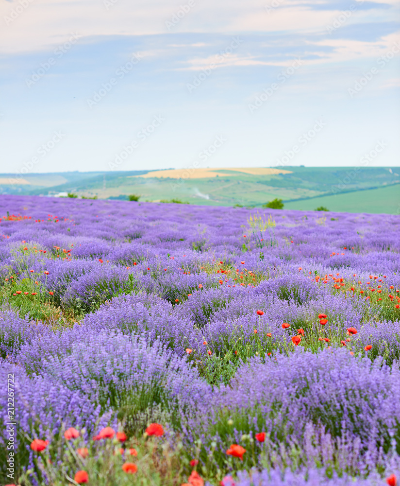 Naklejka premium lavender field with poppy flowers, beautiful summer landscape