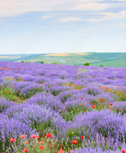 Fototapeta Naklejka Na Ścianę i Meble -  lavender field with poppy flowers, beautiful summer landscape