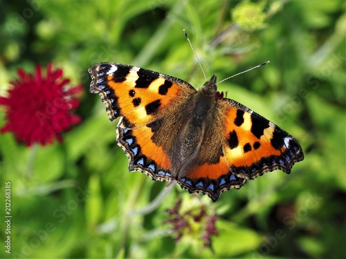Small tortoiseshell butterfly on a flower with open wings © AngieC
