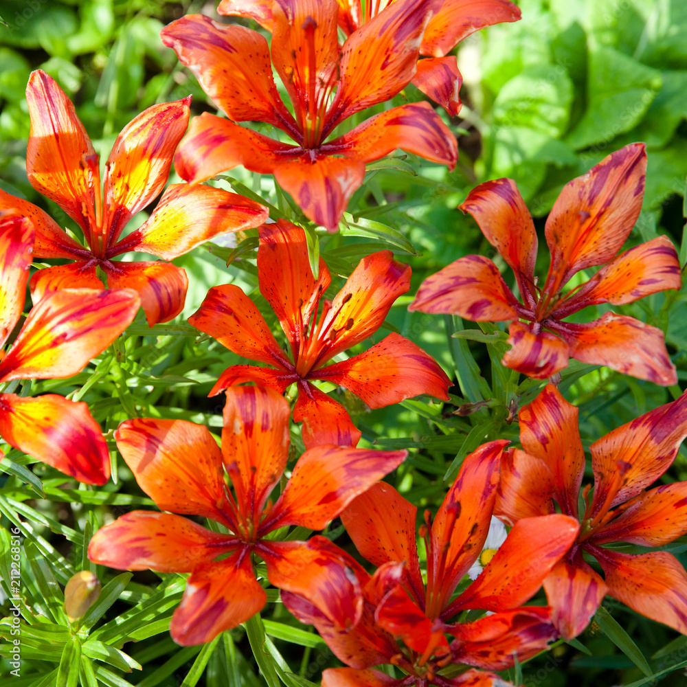 blooming red lilies