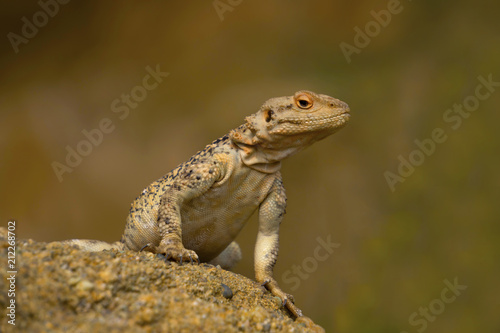 Varanus Lizard in wildlife