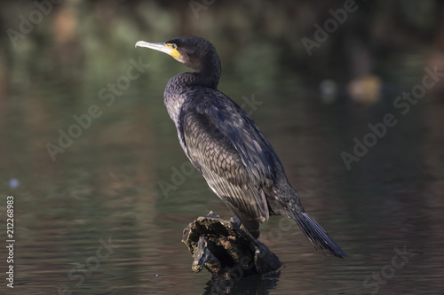 Kormoran (Phalacrocorax carbo)