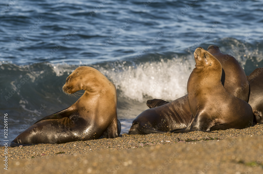 Fototapeta premium Sea Lion female , Patagonia Argentina