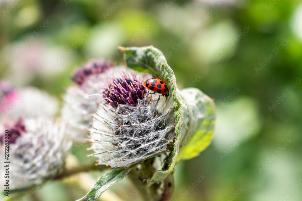 Ladybug on flower Ladybug on flower