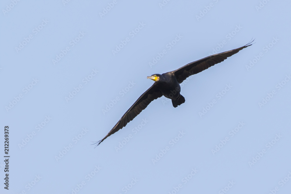 Kormoran (Phalacrocorax carbo) Kormoran (Phalacrocorax carbo)