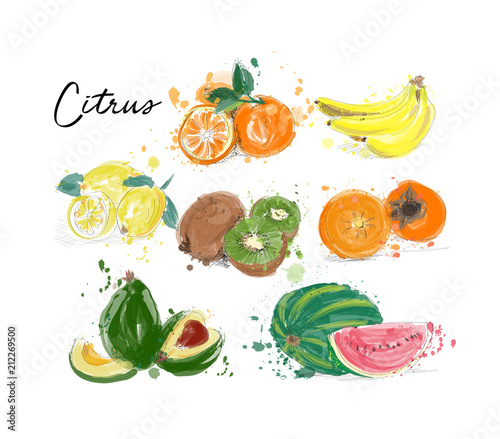 watercolor fruits collection. vector illustration of exotic fruits. 