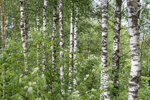 Fototapeta Naklejka Na Ścianę i Meble -  white trunks of birches in a dense green forest, nature abstract background