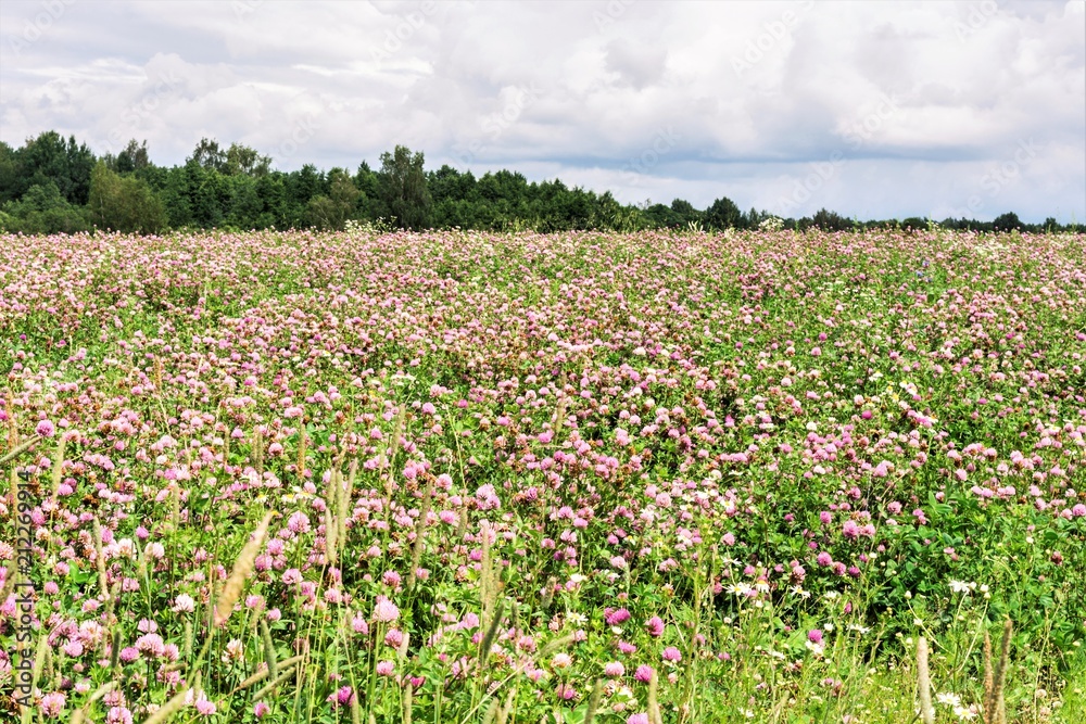 a field with a blooming clover, on the horizon a piece of forest and clouds, summer dull windy day a field with a blooming clover, on the horizon a piece of forest and clouds, summer dull windy day