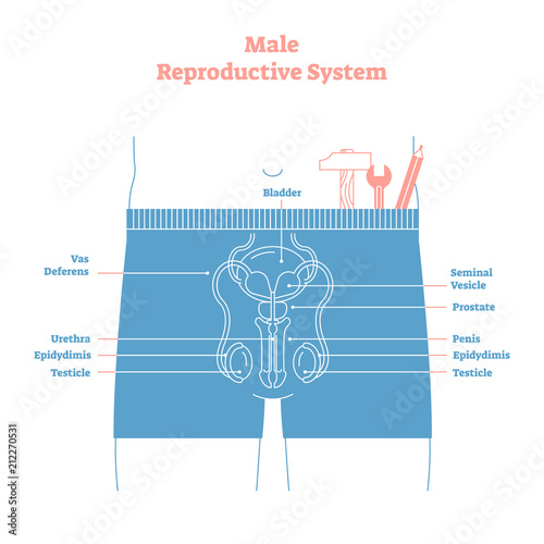 Artistic style male reproductive system vector illustration educational poster. Health and medicine labeled diagram,male sexual organ cross section.