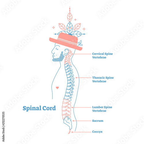 Artistic style anatomical spine vector illustration with conceptual decorative elements