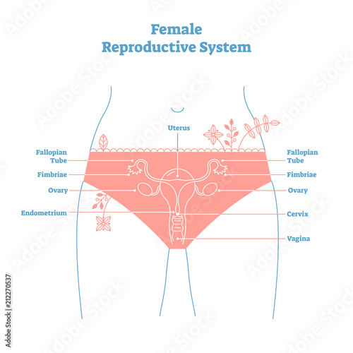 Artistic style female reproductive system vector illustration educational poster. Health and medicine labeled diagram,female sexual organ cross section.