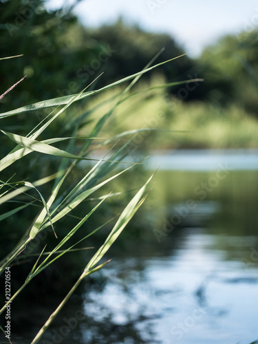 gras