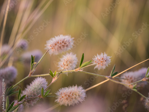 wildblume